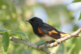 American Redstart