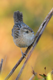 Sedge Wren