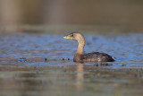 Pied-billed Grebe