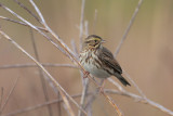 Savannah Sparrow
