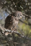 Barred Owl