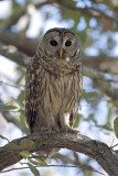 Barred Owl