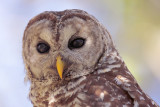 Barred Owl