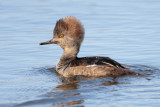 Hooded Merganser