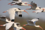 White Ibis