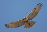 Red-tailed Hawk