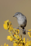 Black-tailed Gnatcatcher