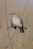 Northern Mockingbird