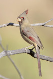 Pyrrhuloxia