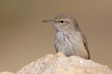 Rock Wren