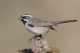 Black-throated Sparrow