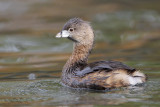 Pied-billed Grebe