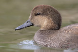 Gadwall