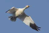 Snow Goose