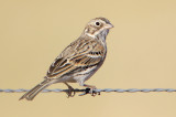 Vesper Sparrow