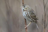 Savannah Sparrow