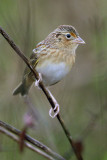 Grasshopper Sparrow