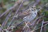 Savannah Sparrow