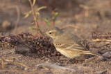 American Pipit