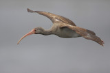 White Ibis