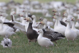 Snow Goose and Rosss Goose