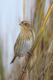 Nelson's Sharp-tailed Sparrow