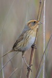 Nelsons Sharp-tailed Sparrow