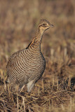 Greater Prairie Chicken (Attwaters)