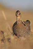 Greater Prairie Chicken (Attwaters)