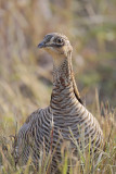 Greater Prairie Chicken (Attwater's)