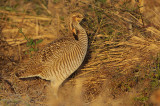 Greater Prairie Chicken (Attwater's)
