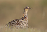 Greater Prairie Chicken (Attwater's)