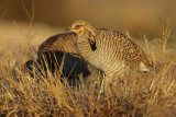 Greater Prairie Chicken (Attwaters)