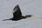 Neotropic Cormorant