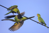 Green Parakeet