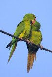 Green Parakeet