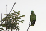 Yellow-naped Parrot