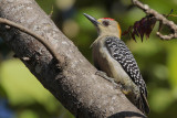 Hoffmanns Woodpecker