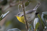 Tropical Parula (probably a hybrid with Northern Parula)