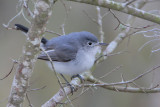 Blue-gray Gnatcatcher