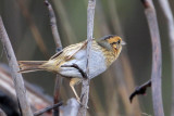 Nelson's Sharp-tailed Sparrow