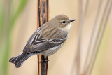 Yellow-rumped Warbler