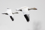 Ross's Goose and Snow Goose