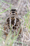 American Woodcock