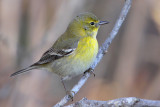 Pine Warbler