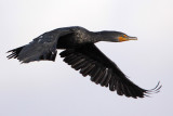 Double-crested Cormorant