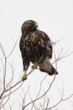 Immature Dark-morph Swainsons Hawk