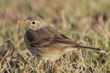 American Pipit