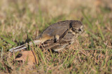 American Pipit