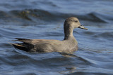 Gadwall